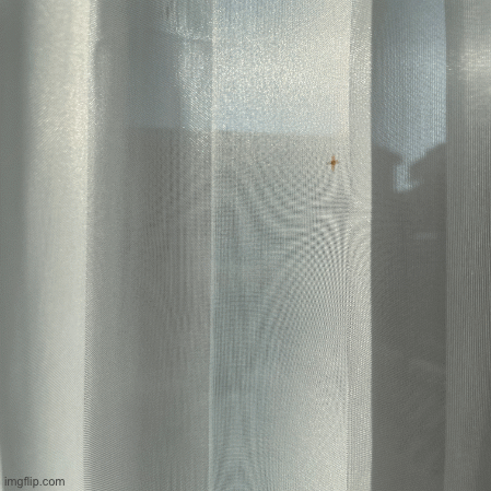 IMG_3853.gif