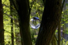 tree-forest-glass-ball-magic-fantasy-sign-on-secret-light-leaves.jpg