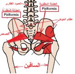 piriformis is a thick, flat muscle and the most superficial muscle among the deep gluteal musc...jpg