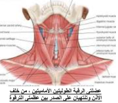 عضلات الرقبة الطولية الأمامية.png