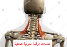 عضلات الرقبة الطولية الخلفية.png
