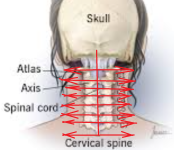 neck, back, vertebrae.png