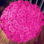 IMG_2684.gif