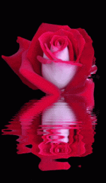 IMG_1141.gif