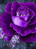 IMG_1143.gif