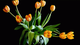 IMG_1171.gif