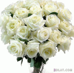 IMG_1167.gif