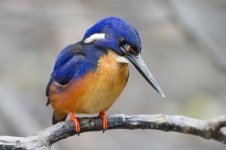 800px-Alcedo_azurea_-_Julatten.jpg