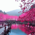 IMG_8086.gif