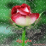 IMG_9012.gif