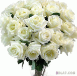 IMG_9108.gif IMG_9108.gif