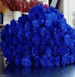 IMG_9178.gif