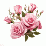 IMG_8291.gif IMG_8291.gif