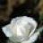 نصر 29